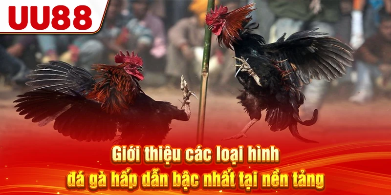 Giới thiệu các loại hình đá gà kịch tính nhất tại nền tảng