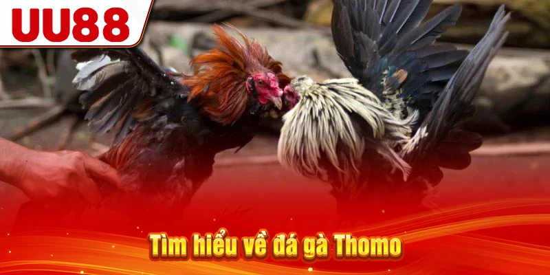 Tìm hiểu về đá gà Thomo